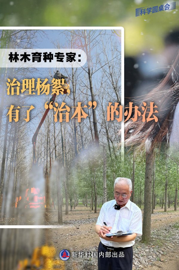 科学圆桌会｜林木育种专家：治理杨絮，有了“治本”的办法